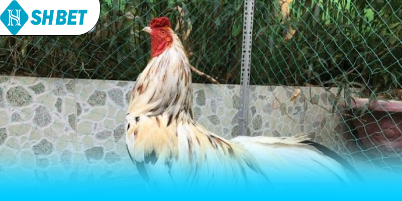 Bí kíp chơi gà ngũ sắc chân trắng hiệu quả