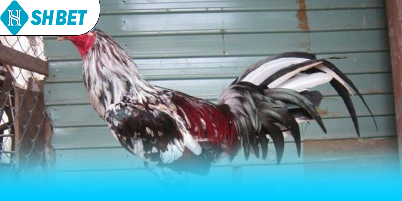 Đặc điểm chiến đấu của gà ngũ sắc chân trắng