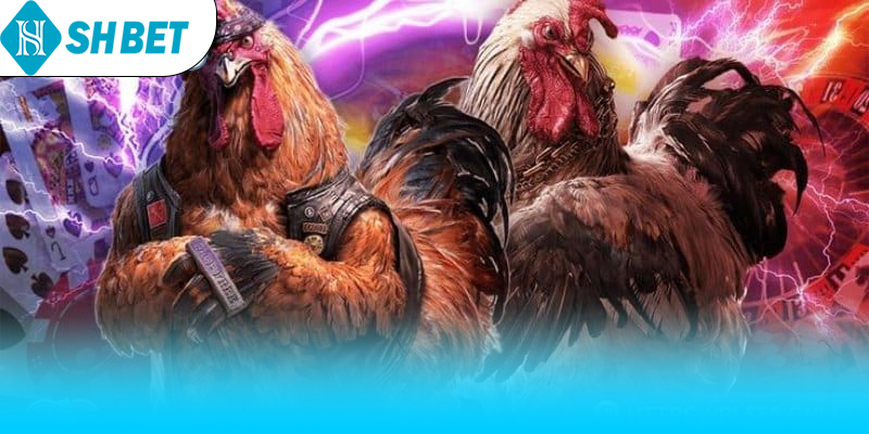 Điều cần biết khi trải nghiệm đá gà cựa sắt