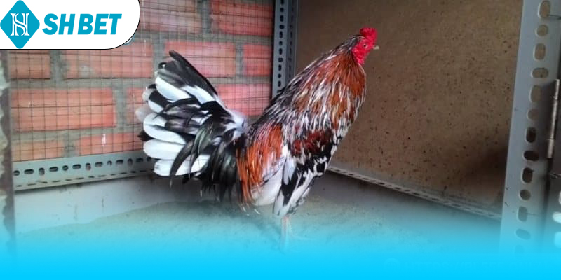 Sơ lược về giống gà ngũ sắc độc đáo