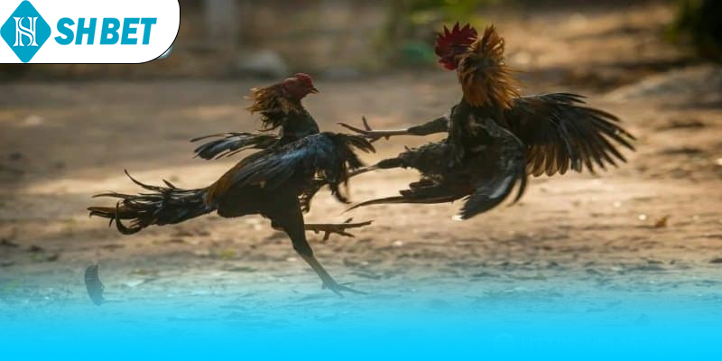 Tăng cường thể lực cho gà